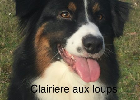 chiens-Berger-Australien-ea0b252f-d227-80b4-edcd-f00a85b234ea_min